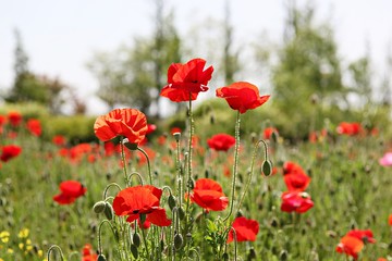 Fototapeta premium Siheung Tidal Valley Eco Park w Siheung-si, Gyeonggi-do, Korea