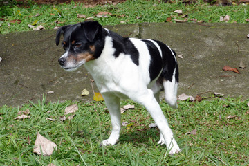 three leg dog fox terrier