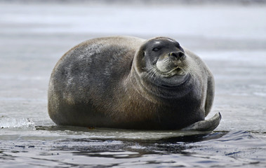 Seal resting on an ice floe. Close up. The bearded seal, also called the square flipper seal. Scientific name: Erignathus barbatus. White sea, Russia