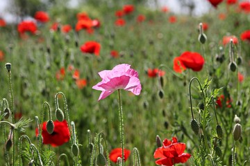 한국 경기도 시흥시 시흥갯골생태공원 입니다