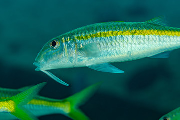 Naklejka premium school of yellowfin goatfish fish yellow