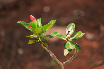 Pink flower Bonsai