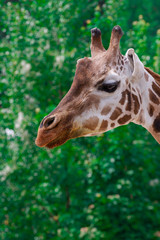 giraffe in zoo
