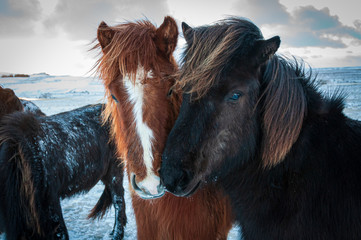 Island-Ponies © Rolf