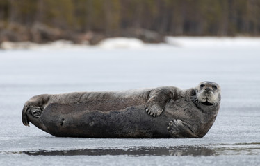 Seal resting on an ice floe. The bearded seal, also called the square flipper seal. Scientific name: Erignathus barbatus. White sea, Russia © Uryadnikov Sergey