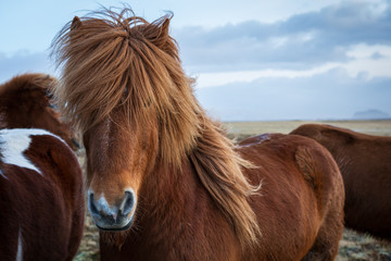 Island-Pony © Rolf