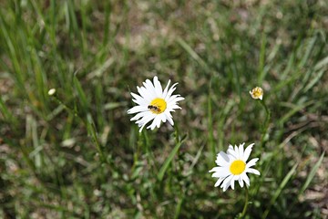한국 경기도 시흥시 시흥갯골생태공원 입니다