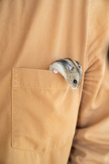 Hamster climbs out of brown pocket. 