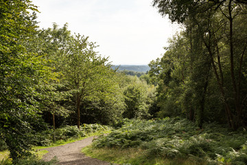 walkway in the woods of surrey england