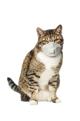 Pet cat in protective mask on white background
