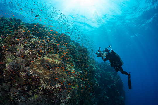 typical Red Sea tropical reef with hard and soft coral surrounded by school of orange anthias and a underwater photographer diver