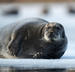 Fototapeta premium Seal resting on an ice floe. Close up. The bearded seal, also called the square flipper seal. Scientific name: Erignathus barbatus. White sea, Russia