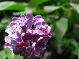 Purple lilac flowers. A bug drinks dew or nectar from a flower after rain on a sunny day.  Close-up. 