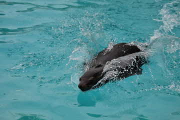 Naklejka premium Otarie dans l'eau