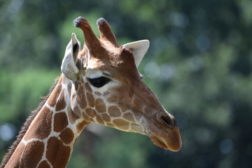 Girafe