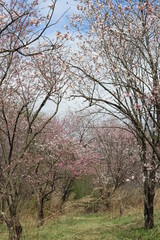 Cherry blossom in the city park