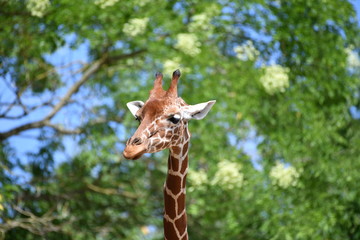 Girafe