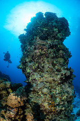 typical Red Sea tropical reef with hard and soft coral surrounded by school of orange anthias and a underwater photographer diver