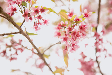 Beautiful cherry blossom or sakura in spring time over  sky