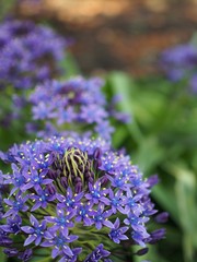 公園に咲くオオツルボ