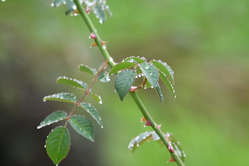 Feuilles de rosier, épines et gouttes d'eau 