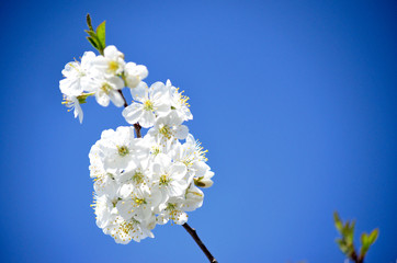 Full bloom Cherry, Spring Flower, white Cherry Flower. Isolated flowering cherry branch. Blurring background.
