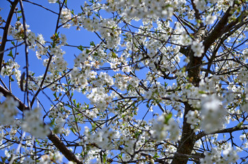 Full bloom Cherry, Spring Flower, white Cherry Flower. The branches of a blossoming tree. Blurring background.