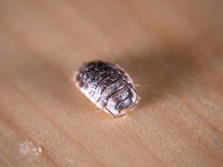 common oniscus woodlouse UK on wooden background