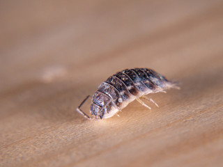 Woodlouse close up on wooden background