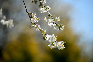 Full bloom Cherry, Spring Flower, white Cherry Flower. Isolated flowering cherry branch. Blurring background.