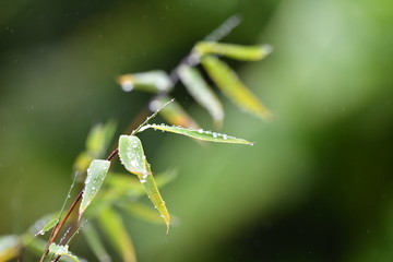 Bambous de type fargésia et gouttes de pluie