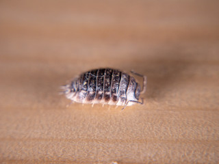 Oniscus woodlouse europe on wooden background