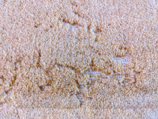 damage caused by carpet moths