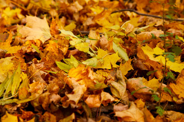 autumn in the park