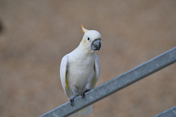 Oiseau posé