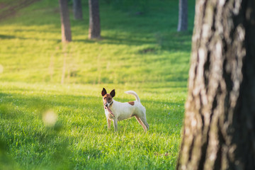 Smooth fox terrier at a nature park, brightly sun lit scene. Young female dog at a walk in the nature
