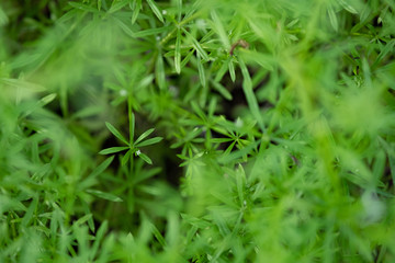 Natural green background. Fresh young leaves of plant and a small flower, thin depth of field
