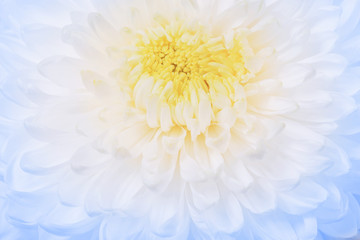 beautiful white chrysanthemum close up