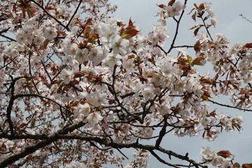 cherry blossom in the city park