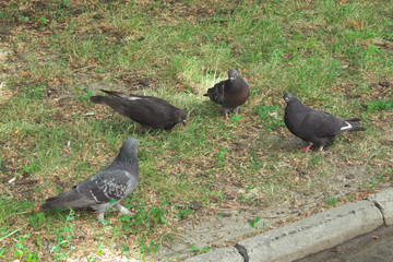 Four pigeons on the lawn. Birds on the grass.