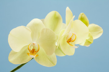 Buds of yellow orchid on a blue background.
