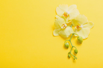 orchids flowers  on yellow paper background