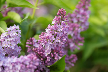 pink lilac flowers on a branch