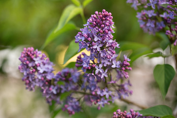 lilac flowers on a branch