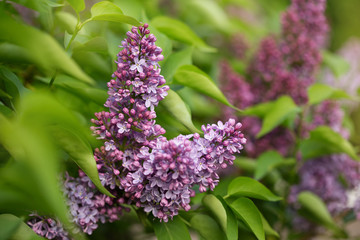 purple lilac flowers