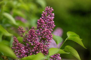 lilac flowers on a green background