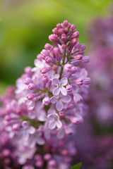 lilac flowers on a green background