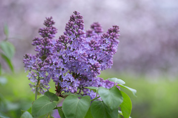 purple lilac flowers in the garden