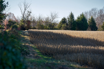 the fence in the woods