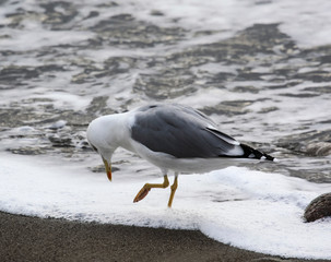  Seagull walks on the foam from the surf and looks